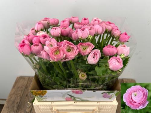 Ranunculus asiaticus 'Elegance Pink'