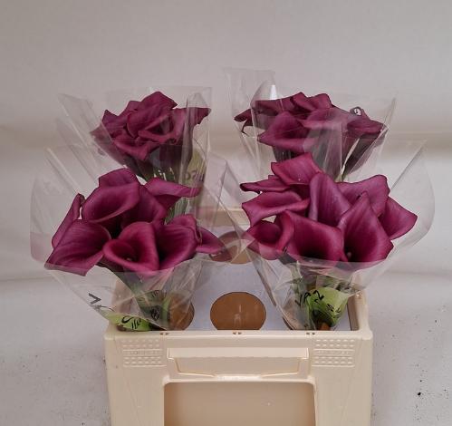 Zantedeschia 'Durban'