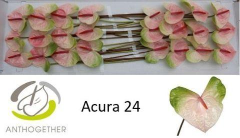 Anthurium Andreanum Grp Acura