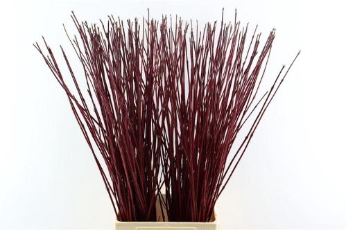 Cornus alba 'Sibirica'