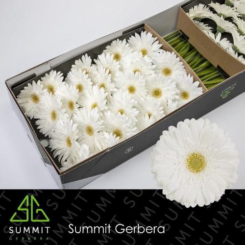 Gerbera grootbloemig 'Swanlake'