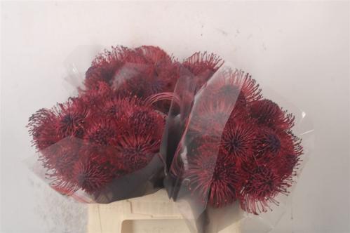 Leucospermum 'Naomi' kleurbehandeld H%