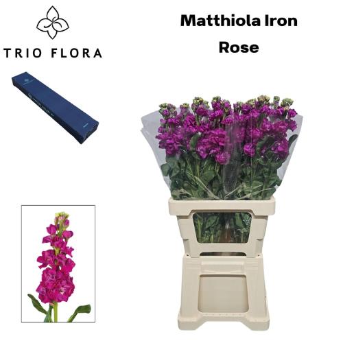 Matthiola incana 'Iron Rose'