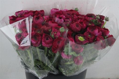 Ranunculus asiaticus 'Elegance Hot Pink'