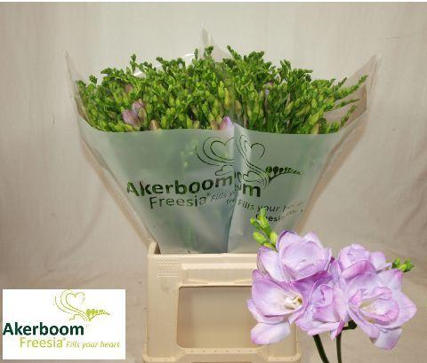Freesia dubbelbloemig Romantic Lavender