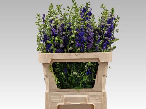 Consolida regalis 'Qis Dark Blue'