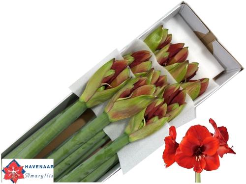 Hippeastrum Galaxy Grp 'Ferrari'