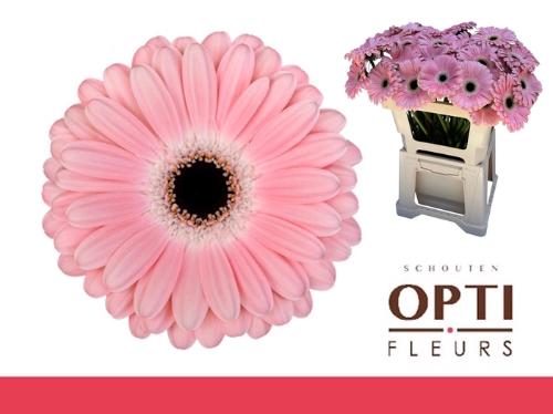 Gerbera grootbloemig Dulcie