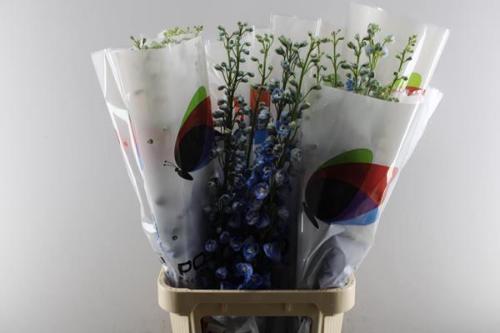 Delphinium Elatum Grp dubbelbloemig 'Aurora Blue'