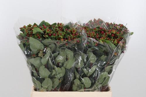 Hypericum x inodorum Magical Seasons