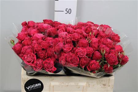 Rosa tros Party Trendsetter
