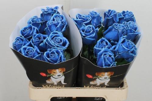 Rosa grootbloemig gewaxt H%