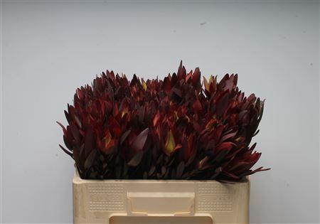 Leucadendron 'Safari Sunset'