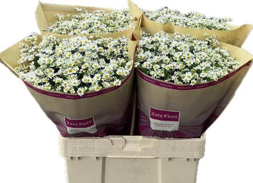 Tanacetum parthenium 'Single Vegmo'