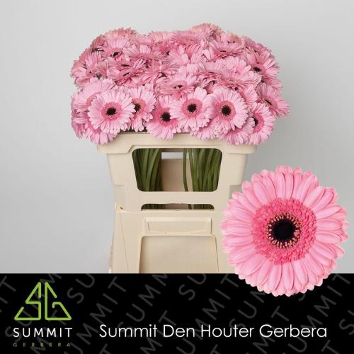 Gerbera mini 'Maeve'