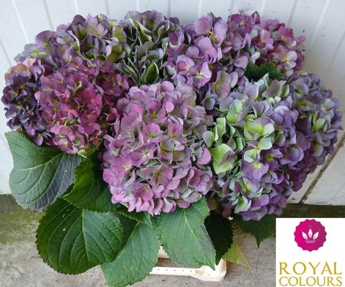 Hydrangea macrophylla 'Verena' (blauw classic)