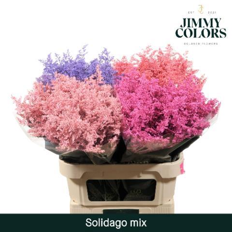 Solidago kleurbehandeld H%