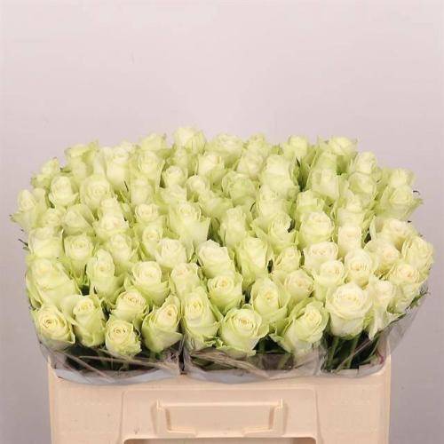 Rosa grootbloemig Athena