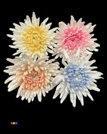Chrysanthemum geplozen kas kleurbehandeld H%