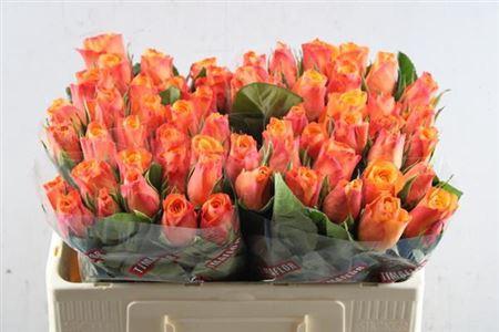 Rosa grootbloemig Confidens
