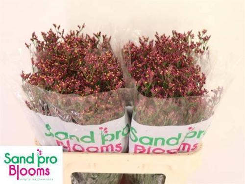 Limonium sinensis Scarlet Diamond