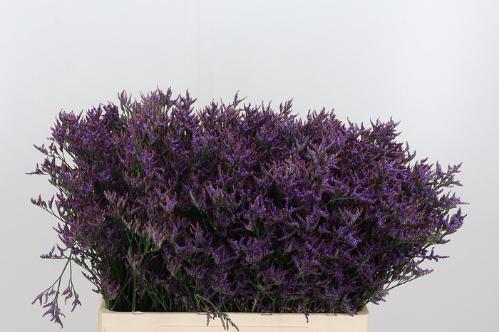 Limonium Safora Dark Blue