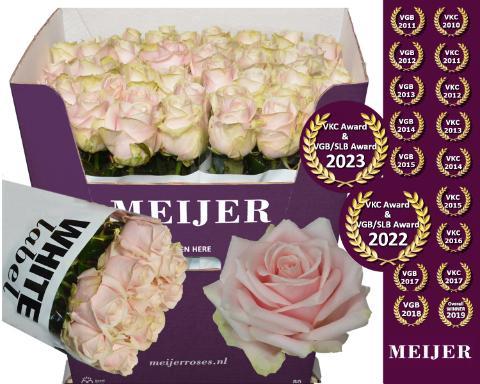 Rosa grootbloemig Sweet Avalanche +