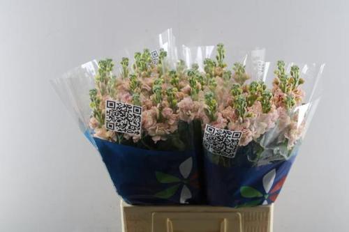 Matthiola incana 'Iron Apricot'