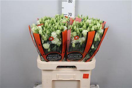 Eustoma russellianum gevuldbloemig 'Rosita Green'