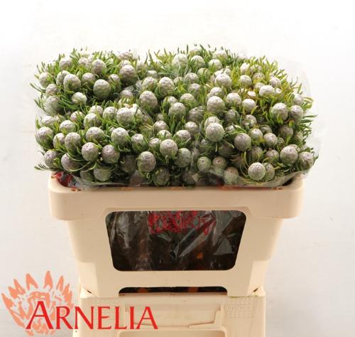 Leucadendron linifolium 'Jade Pearl' (vertakt)