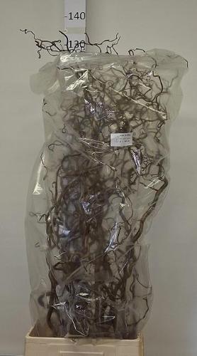 Corylus avellana 'Contorta'