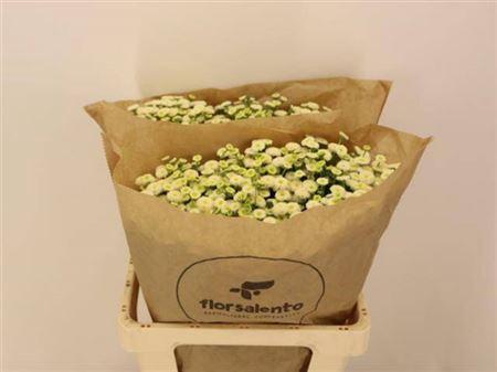 Tanacetum parthenium 'Rio'