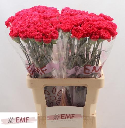 Dianthus standaard Bizet