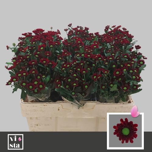 Chrysanthemum (Indicum Grp) tros santini Grp) Mexx