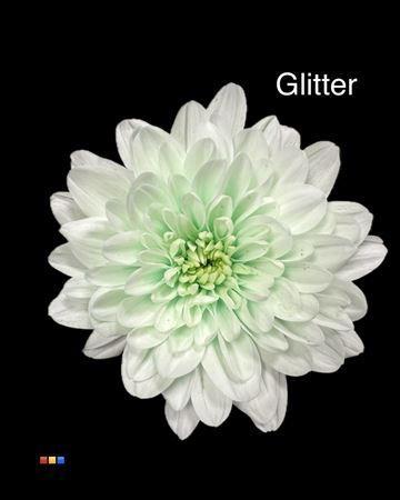 Chrysanthemum Indicum Grp tros kas kleurbehandeld H%