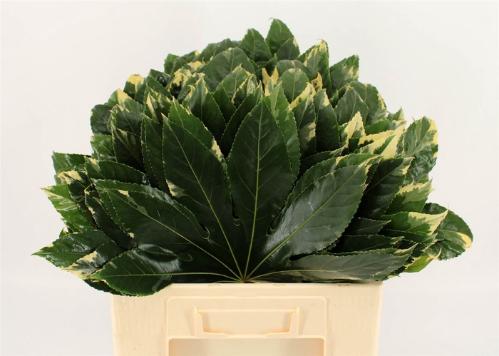 Fatsia japonica 'Variegata' (decor)