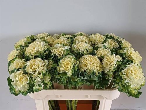 Brassica oleracea 'Crane Ruffle White'