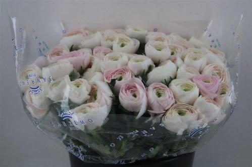 Ranunculus asiaticus Succes Hanoi