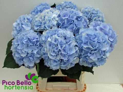 Hydrangea macrophylla 'Verena' (blauw)
