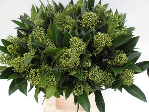 Skimmia per bos confusa 'Kew Green'