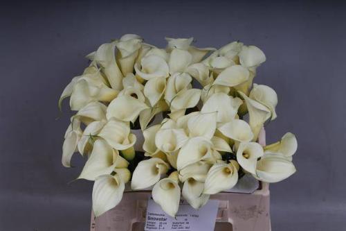 Zantedeschia 'Snowstar'