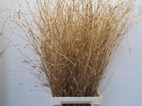 Betula kleurbehandeld H%