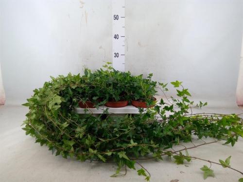 Hedera helix 'Shamrock'