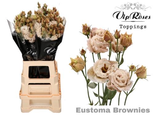 Eustoma russellianum gevuldbloemig kleurbehandeld H%