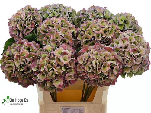 Hydrangea macrophylla Royal Love (classic)