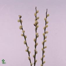 Salix caprea 'Snow Flake'