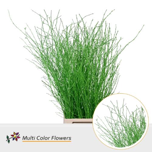 Betula kleurbehandeld H%