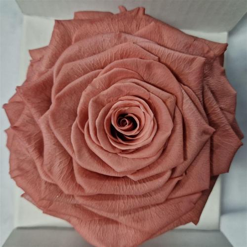 Rosa grootbloemig kleurbehandeld H%