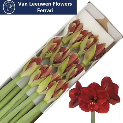 Hippeastrum Galaxy Grp 'Ferrari'