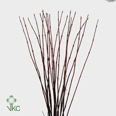 Cornus alba 'Sibirica'